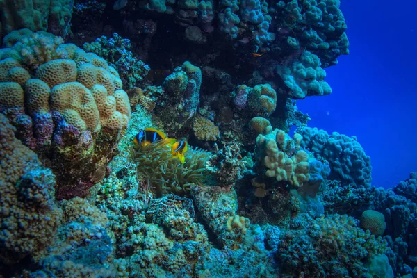 Deux Poissons Anémones Cachant Dans Les Coraux Sous Eau Monde — Photo