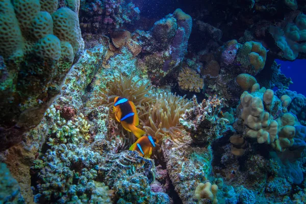 Dos Peces Anémonas Escondidos Los Corales Bajo Mundo Acuático Del —  Fotos de Stock