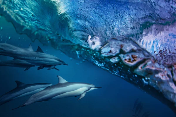 Pod Των Δελφινιών Κάτω Από Θάλασσα Κύμα Άγριας Ζωής Ωκεανό — Φωτογραφία Αρχείου