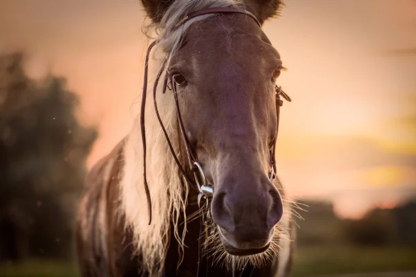 Closeup cavalo vista frontal — Fotografia de Stock