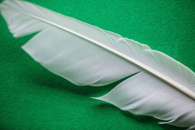 Beyaz tüy vane Yeşil Keçe zemin üzerine alan doku derinliği ile makro çekim