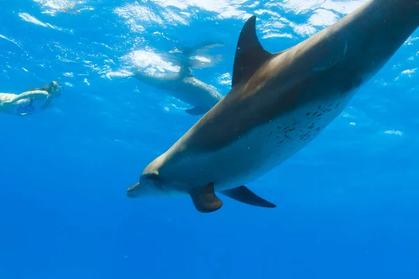 Dziewczyna Pływanie Dzikiej Doplphins Otwarte Morze Wody Podwodne Strzał Niebieskim — Zdjęcie stockowe