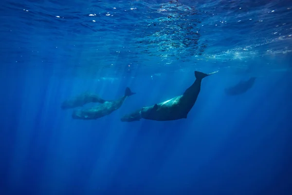 Spermwhales Víz Alatti Azori Szigetek Atlanti Óceánra Vadon Élő Vad — Stock Fotó