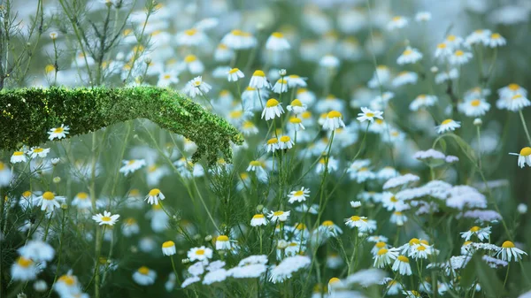 Green Technology Conceptual Design Human Arm Covered Grass Lush Robotic — Stock Photo, Image