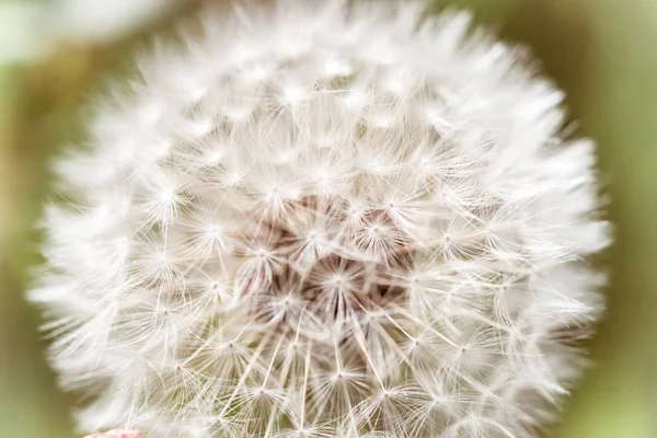 Bonito branco macio dandelion closeup sementes , — Fotografia de Stock