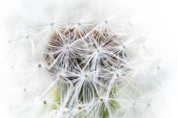 Beautiful white fluffy dandelion closeup  seeds, — Stock Photo, Image