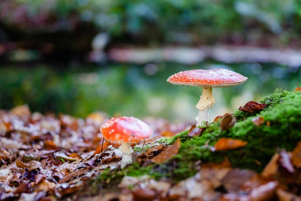 El seta venenosa roja y blanca o seta llamada Amanita —  Fotos de Stock