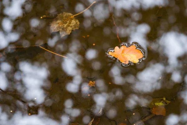Дубовый лист, плавающий в воде — стоковое фото