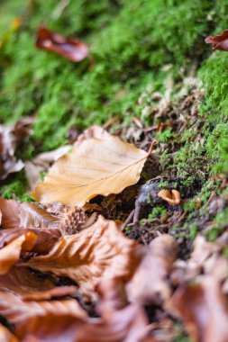 Sinek agaric mantarlar ormanda gördüm.