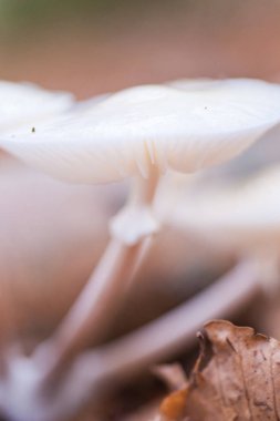 Porselen mantar (Oudemansiella mucida)