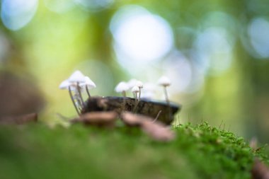 Yivli kaporta mantarı, mantar. Mycena polygramma. Doğada