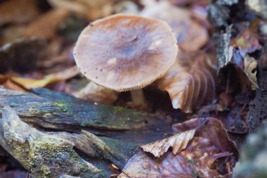 Amanita mantarı, Amanita muscaria