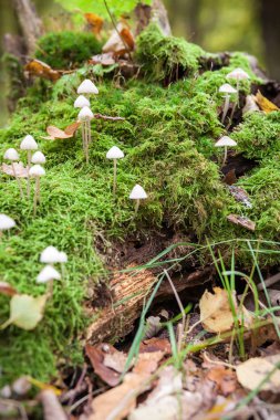 Yivli kaporta mantarı, mantar. Mycena polygramma. Doğada