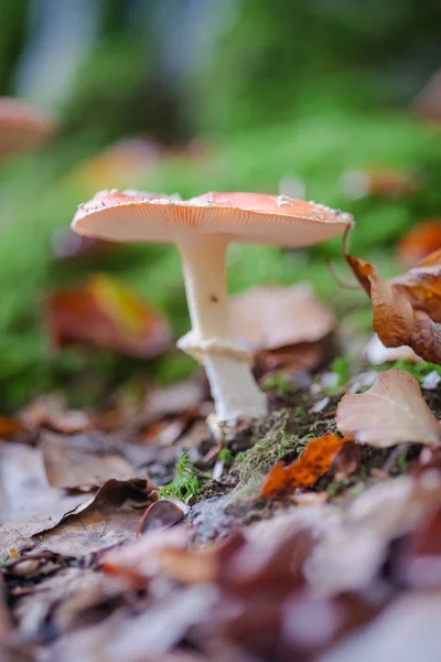 Fly agaric toadstools manchado na floresta — Fotografia de Stock