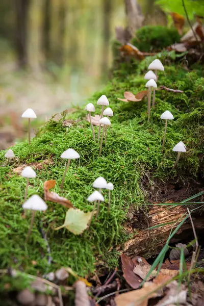 Heces de seta ranuradas, champiñones. Mycena polygramma. Naturaleza en —  Fotos de Stock