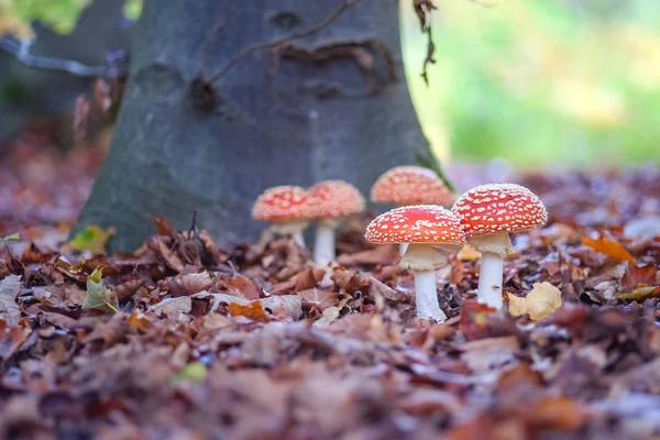 Fly agaric spotted toadstools in the woods — Stock Photo, Image