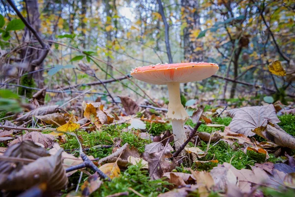 Fly agaric or fly Amanita funds, Amanita muscaria — стокове фото