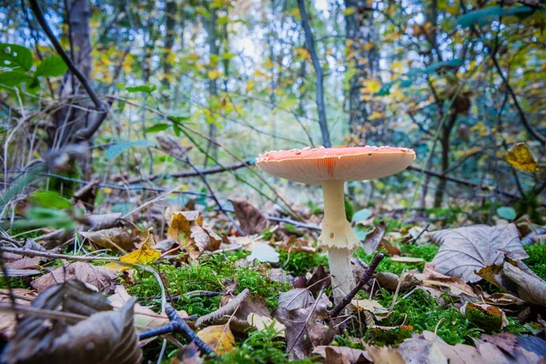 Fly agaric or fly Amanita funds, Amanita muscaria — стокове фото
