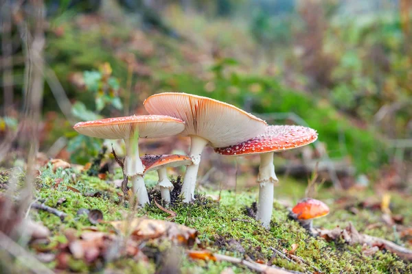 Mosca agárica o mosca Hongos Amanita, Amanita muscaria —  Fotos de Stock