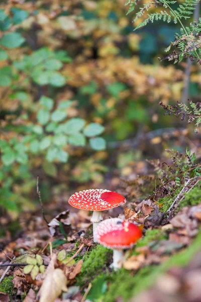 Fly agaric or fly Amanita funds, Amanita muscaria — стокове фото