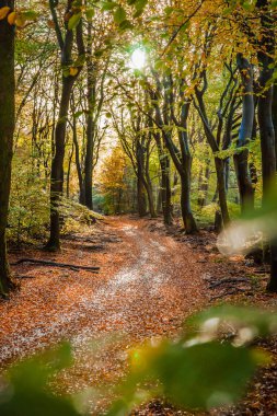 Sunflair üzerinde patika orman sonbahar sezonu, Hollanda