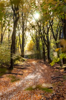 Sunflair üzerinde patika orman sonbahar sezonu, Hollanda