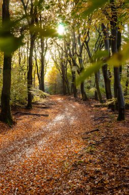 Sunflair üzerinde patika orman sonbahar sezonu, Hollanda