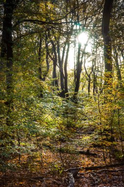 Güzel romantik sonbahar orman yolu Speulderbos Hollanda