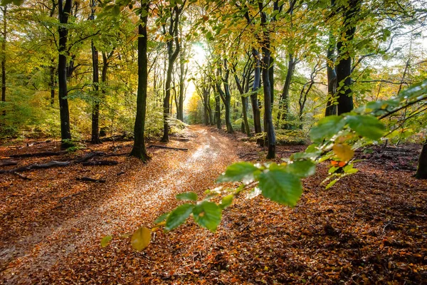 秋のシーズン、オランダの森で歩道で Sunflair — ストック写真