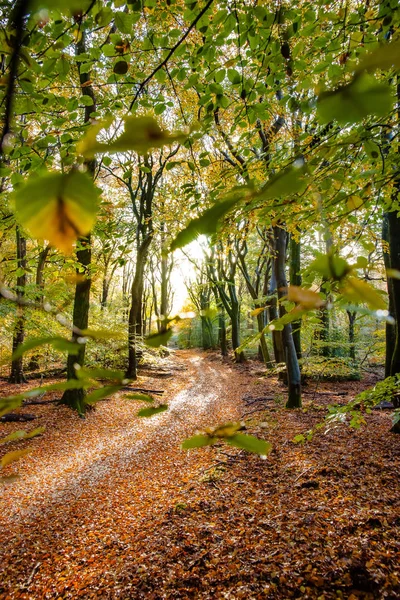 Sunflair üzerinde patika orman sonbahar sezonu, Hollanda