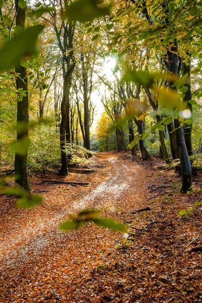 Sunflair na chodník v lese v podzimní sezóně, Nizozemsko — Stock fotografie