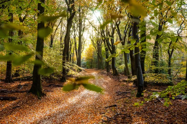 Sunflair em trilha na floresta na temporada de outono, terras baixas — Fotografia de Stock