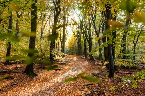 Sunflair em trilha na floresta na temporada de outono, terras baixas — Fotografia de Stock