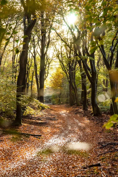 Sunflair na chodník v lese v podzimní sezóně, Nizozemsko — Stock fotografie