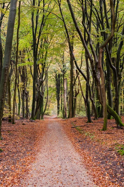 Bella strada forestale autunnale a Speulderbos Paesi Bassi, al sole — Foto Stock