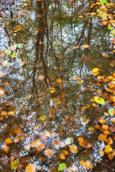 Autumn leaves in a puddle. with refelction of forrest — Stock Photo, Image
