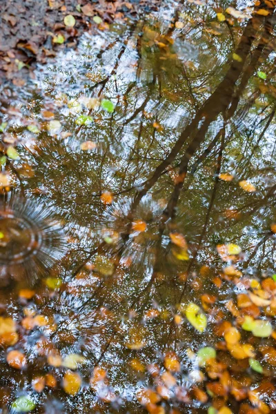 水たまりに秋の紅葉。フォレストの refelction と — ストック写真