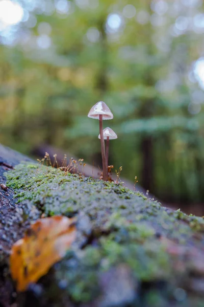 Forrest sonbaharda, yabani mantar — Stok fotoğraf