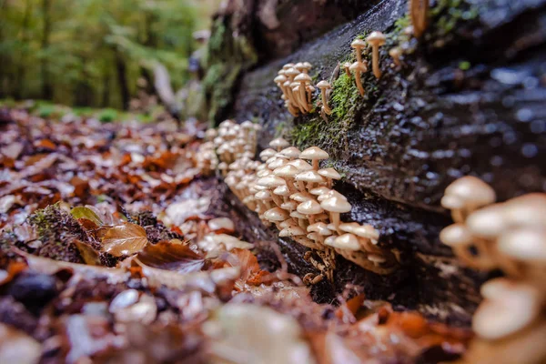 Дикие грибы осенью в лесу — стоковое фото