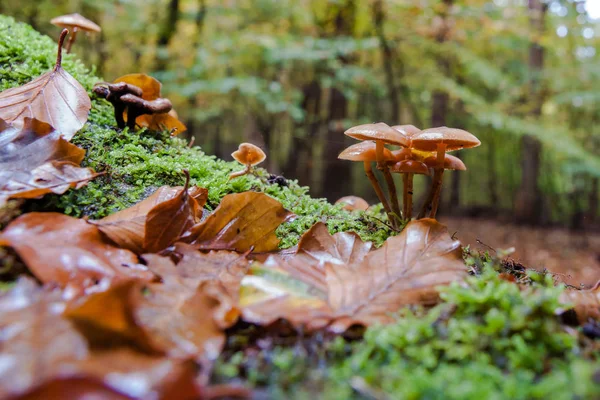 Champignons sauvages à l'automne dans la forêt — Photo