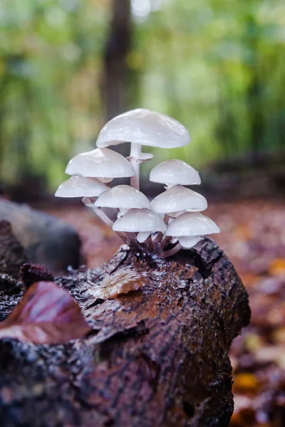 Champignons sauvages à l'automne dans la forêt — Photo