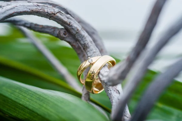 Recién casados mostrando sus anillos de boda . —  Fotos de Stock
