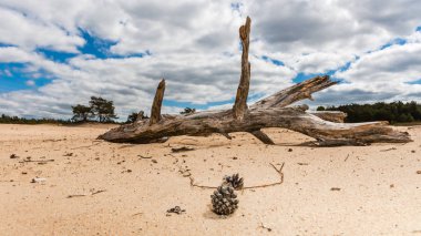 Bir Hollandalı doğa rezerv düz ve Dunes kum