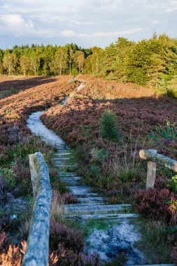 Moorland bir Hollandalı yaz deniz sonunda düşük güneş ışığı altında