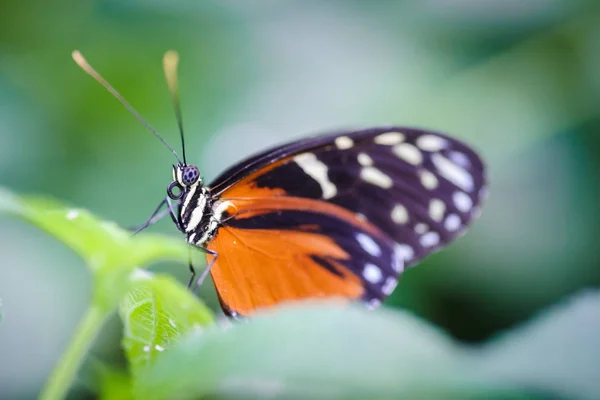 Tropický motýl odpočívá detail, v závodě na vnitřní garde — Stock fotografie