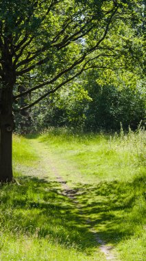 Yemyeşil yeşil orman iz