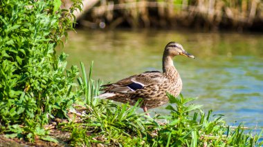 Su kenarında uyarı kahverengi ördek 