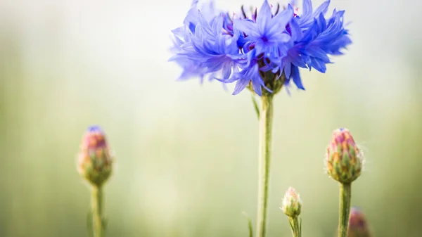 Сині кукурудзяні квіти, що ростуть у полі — стокове фото