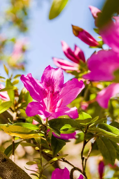 Rosa rhododendron azalea blommor i blom — Stockfoto