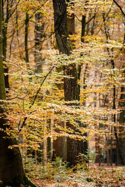 Větve stromu nebo větvičky na podzim — Stock fotografie